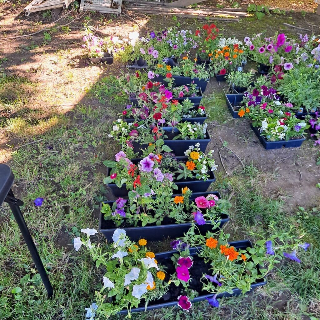 Planting Joy